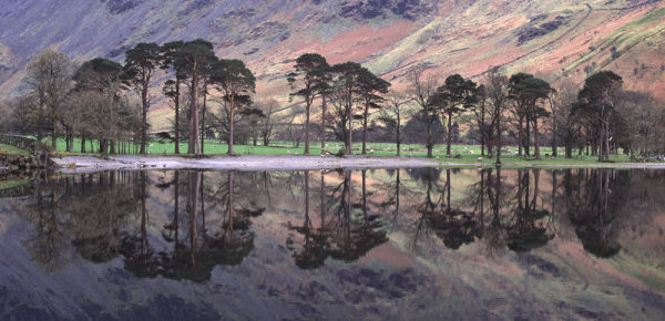 Buttermere Pines,Buttermere Lake District.